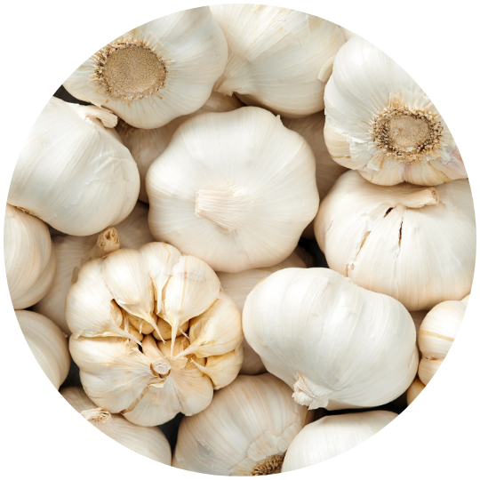 Ajo morado fresco listo para la venta