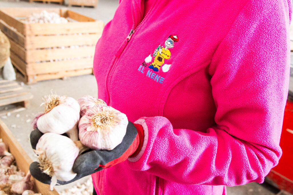Selección manual de ajos en Ajos El Nene Jamilena
