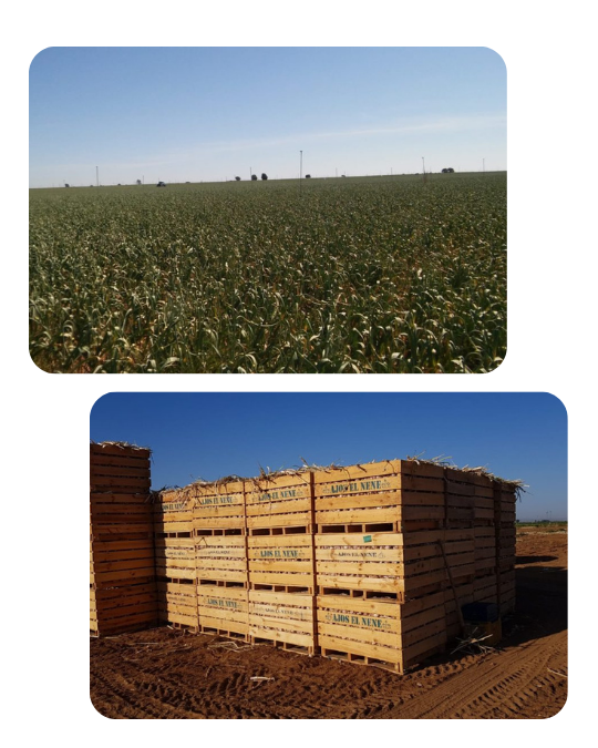 Palets de ajos preparados para exportación