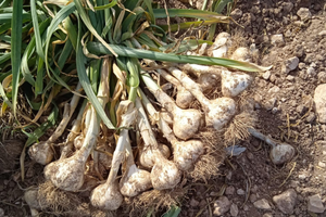 Recolección de ajo morado fresco en campo