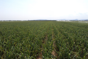 Plantación de ajos en plena producción en España
