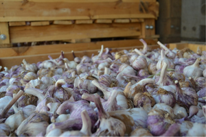 Ajos morados almacenados en cajas en Ajos El Nene
